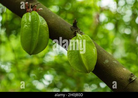 Die große Karambola ist fleischig, knackig, saftig, leicht herb, sauer, Und süß im Geschmack. Es ist sternförmig und golden-gelb in der Erscheinung und es Stockfoto