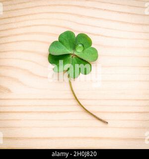 Klee Blätter auf Stein. Die symbolische von Four Leaf Clover der Erste ist für den Glauben, die zweite ist für die Hoffnung, die Dritte wird für Liebe, und der vierte ist für Stockfoto