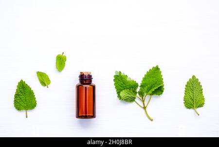 Flasche ätherisches Öl mit frischer Zitronenmelisse Blätter setup mit flach auf weißen Holz- Tisch legen. Melissa Tinktur in Glasflasche mit frischen Blättern und Stockfoto