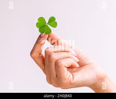 Das Mädchen hält Kleeblatt . - Konzept für Liebe, Hoffnung und Güte. Stockfoto
