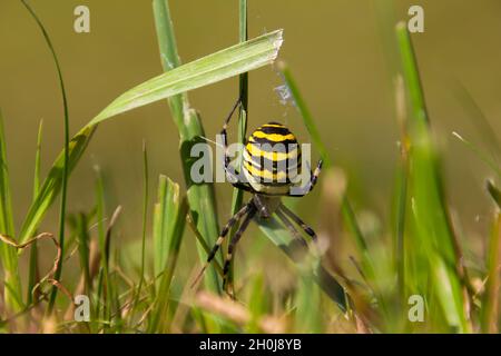 Nahaufnahme einer Wespenspinne im Gras, auch Argiope bruennichi genannt Stockfoto