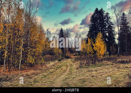 Dramatische Herbstlandschaft Wald, malerische Herbst Sonnenuntergang Bäume Stockfoto