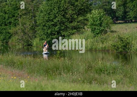 Eine sonnengebräunte Frau in einem T-Shirt mit Bikinihose auf einem Brett. Zusammen mit zwei australischen Schäferhunden auf dem Paddleboard. Tierthemen Stockfoto