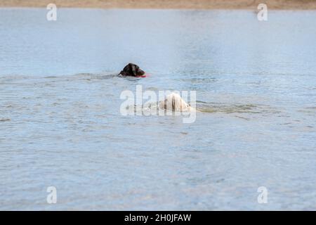 Weißer Hund mit lockigen Haaren, von der Seite betrachtet. Der gelbe Tennisball schwimmt auf dem blauen Wasser. Im Hintergrund schwimmt ein brauner Hund mit einer roten Frisbee Stockfoto