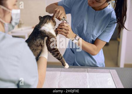 Asiatischer Tierarzt in blauer Uniform schneidet Katzenkrallen, während die Krankenschwester das Haustier in der Klinik hält Stockfoto