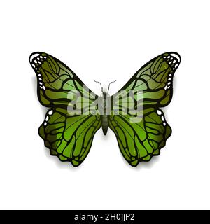Grün detailreich realistischer Schmetterling isoliert auf Weiß Stock Vektor