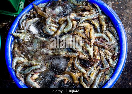 Frische Garnelen auf Eis direkt vor dem Boot in Vietnam Stockfoto