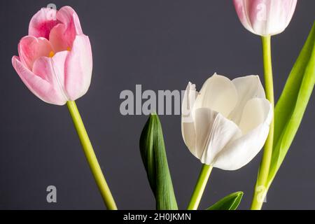 Seitenansicht von weißen und rosa Tulpen isoliert auf schwarzem Hintergrund Stockfoto