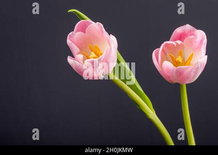 Seitenansicht von rosa Tulpen isoliert auf schwarzem Hintergrund Stockfoto
