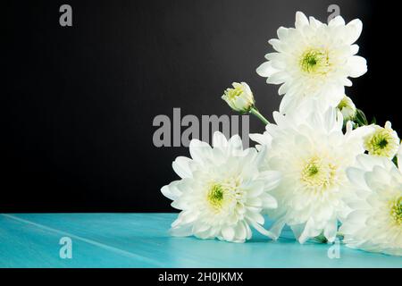Seitenansicht der weißen Chrysantheme-Blumen liegen isoliert auf schwarzem Hintergrund mit Kopierraum Stockfoto