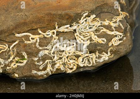 Weiße Kalziumkarbonatröhrchen auf Gesteinen bei Ebbe sind die Abgüsse eines Polychaeten Borstenwurms. Der Erwachsene verlässt diesen Schutz nie Stockfoto