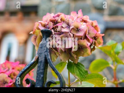 Schöne bunte Blütenköpfe von Hortensia (Hortensia) Stockfoto