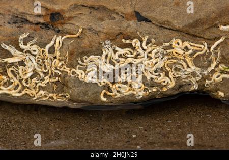 Weiße Kalziumkarbonatröhrchen auf Gesteinen bei Ebbe sind die Abgüsse eines Polychaeten Borstenwurms. Der Erwachsene verlässt diesen Schutz nie Stockfoto