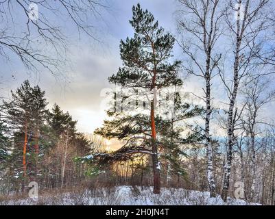 Schöner goldener Sonnenuntergang im Schneehauenwald. Grüne Kiefer im Vordergrund zwischen weißen Birkenstämmen und Nadelbäumen. Märchen aus Winterholz Stockfoto