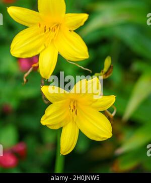 Nahaufnahme der langen gelben Taglilie oder Zitronendaglilie (Hemerocallis citrina) blüht eine krautige Staudenpflanze aus der Familie der Asphodelaceae Stockfoto