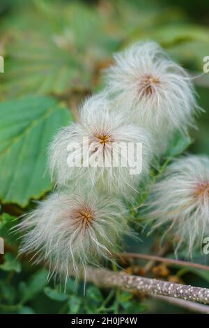 Nahaufnahme von asiatischen Jungpflanzen Stockfoto