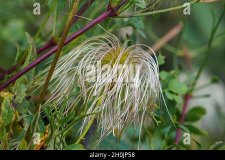 Nahaufnahme von asiatischen Jungpflanzen Stockfoto