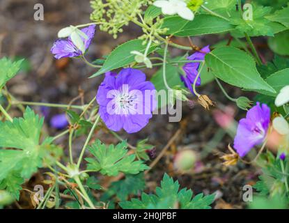 Nahaufnahme eines Cranesbill Geranium rozanne Stockfoto