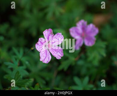 Nahaufnahme einer schönen rosa lila klebrigen Geranium (Geranium viscossimum) Stockfoto
