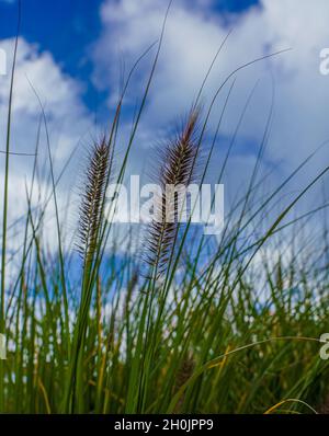 Nahaufnahme des chinesischen Brunnengrases (Pennisetum Alopecuroides) Stockfoto