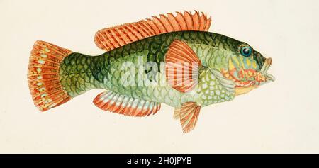 Frank Edward Clarke Vintage Fisch Illustration - der Grüne Papageienfisch Stockfoto