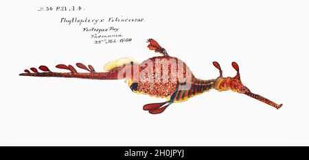 Frank Edward Clarke Vintage Fisch Illustration - Phyllopteryx foliaceosus Stockfoto