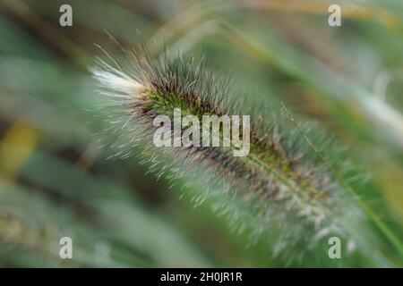 Nahaufnahme des chinesischen Brunnengrases (Pennisetum Alopecuroides) Stockfoto