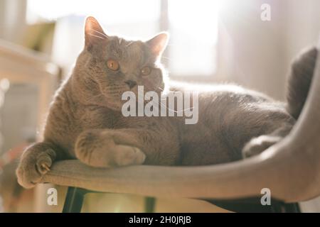 Britische Katze liegt auf einem Stuhl in der Sonne, gemütliche Katze nimmt Sonnenbad. Niedliche Katze Ruht Sich Aus Stockfoto