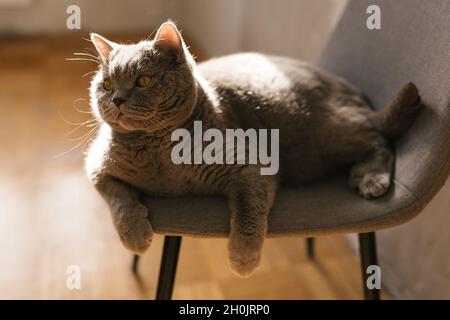 Britische Katze liegt auf einem Stuhl in der Sonne, gemütliche Katze nimmt Sonnenbad. Niedliche Katze Ruht Sich Aus Stockfoto