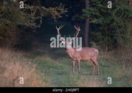 Rothirsch mit Geweih, der im Herbst zur Paarungszeit vor dem Wald steht Stockfoto