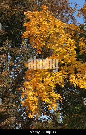 Ahornzweige mit bernsteinfarbenen Blättern im Hintergrund von Ästen anderer Laubbäume und blauer Himmel an einem sonnigen Oktobertag in Kaunas, Litauen Stockfoto