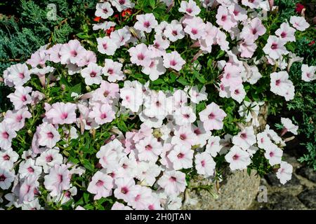 Große Gruppe von leuchtend violetten und weißen Petunia axillaris Blüten und grünen Blättern in einem Gartentopf an einem sonnigen Sommertag Stockfoto