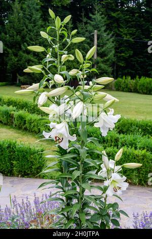 Gruppe von vielen großen weißen Blüten und Knospen von Lilium oder Lilie Pflanze in einem britischen Cottage-Stil Garten an einem sonnigen Sommertag, schöne Outdoor-Blumen b Stockfoto