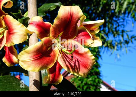 Eine große rote und gelbe Lilienblume oder Lilie Pflanze in einem britischen Cottage-Stil Garten an einem sonnigen Sommertag, schöne Outdoor-Blumenhintergrund p Stockfoto