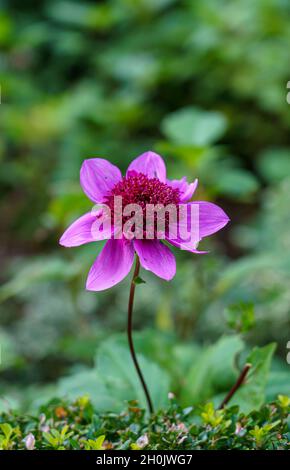 Nahaufnahme einer Anemone Dahlia Blue Bayou Stockfoto