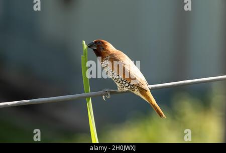 Schuppiger, gebrühter Munia-Vogel, der auf einem Kabel sitzt und ein Gras im Schnabel auf verschwommenem Hintergrund hält Stockfoto