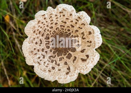 Sonnenschirm (Macrolepiota procera, Lepiotia procera), einzelner Fruchtkörper auf Waldboden, Draufsicht, Deutschland, Mecklenburg-Vorpommern, Muritz Stockfoto