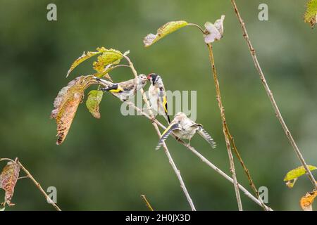 Eurasischer Goldfink (Carduelis carduelis), ernährt vollwertige Hausierer, Deutschland, Bayern Stockfoto