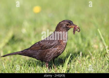 amsel (Turdus merula), Weibchen steht auf einer Wiese mit gefangenen Erdwürmern im Schnabel, Niederlande, Friesland Stockfoto