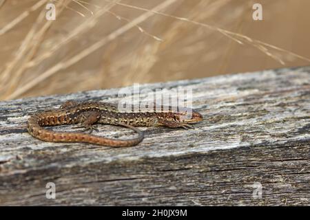 Lebhaftige Eidechse, Europäische gemeine Eidechse (Lacerta vivipara, Zootoca vivipara), Sonnenbaden auf einem Holzbalken, Niederlande, Frisia Stockfoto