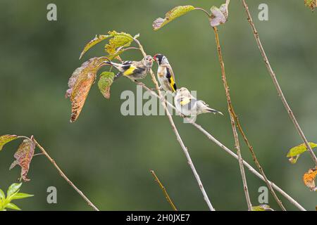 Eurasischer Goldfink (Carduelis carduelis), ernährt vollwertige Hausierer, Deutschland, Bayern Stockfoto