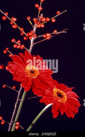 Barebeton Daisy, Gerbera, Transvaal Daisy, Gerbera Daisy (Gerbera jamesonii), Anordnung von roten Gerberas und fruchtigem Zweig der Koralbeere dagegen Stockfoto