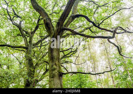 Gemeine Eiche, stielige Eiche, englische Eiche (Quercus robur. Quercus pedunculata), in einem Mischwald des Müritz-Nationalparks, Deutschland, Stockfoto