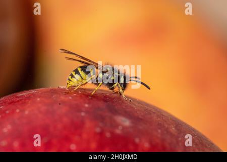 Gemeine Wespe (Vespula vulgaris, Paravespula vulgaris), auf einem Apfel, Deutschland, Bayern Stockfoto