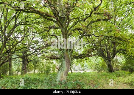 Gemeine Eiche, stielige Eiche, englische Eiche (Quercus robur. Quercus pedunculata), in einem Wald im Mürtiz-Nationalpark, Deutschland, Mecklenburg-West Stockfoto