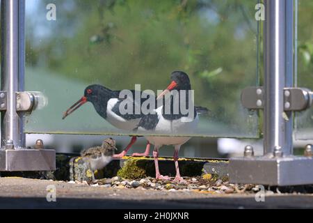 palaearktische Austernfischer (Haematopus ostralegus), Paar, das das Küken am Brutplatz auf einer Terrasse im zweiten Stock füttert, Niederlande, Stockfoto