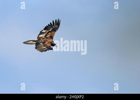 Lammergeier, Bartgeier (Gypaetus barbatus), zwei Jahre alter Jugendlicher auf der Flucht, französisches Repopulation-Programm, Niederlande, Overijssel Stockfoto