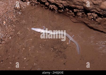 Europäischer Olm (blinder Salamander) (Proteus anguinus), in einer Kalksteinhöhle, Kroatien, Istrien, Rovinj Stockfoto