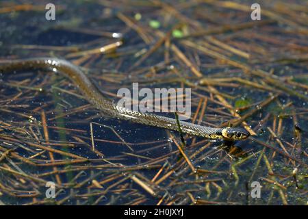 Barred Grass Snake (Natrix natrix helvetica, Natrix helvetica), gleitend über dem Wasser, Niederlande, Frisia Stockfoto