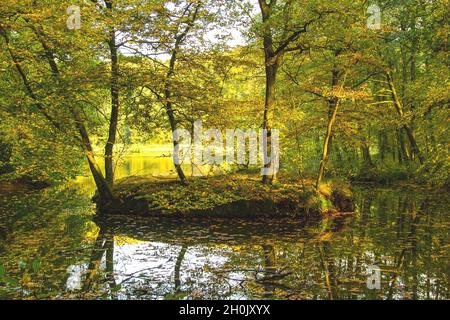 Gemeine Buche (Fagus sylvatica), kleine Insel in einem Teich im Buchenwald, Deutschland, Niedersachsen Stockfoto